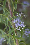 Ivyleaf thoroughwort